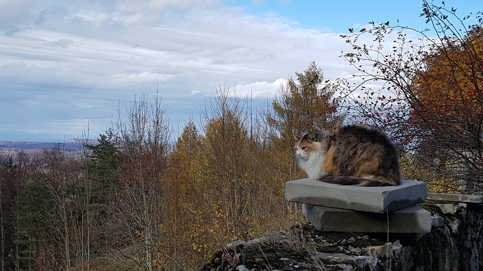 20181111 133621